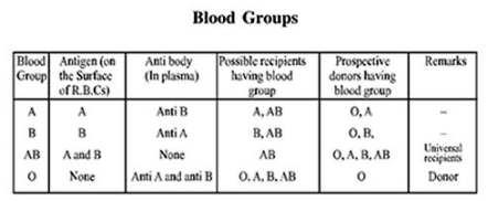 CBSE Class 11 Biology Body Fluids and Circulation Notes Concepts for ...