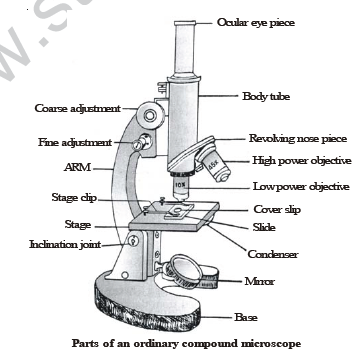 CBSE Class 8 Science Cell Structure And Functions Notes