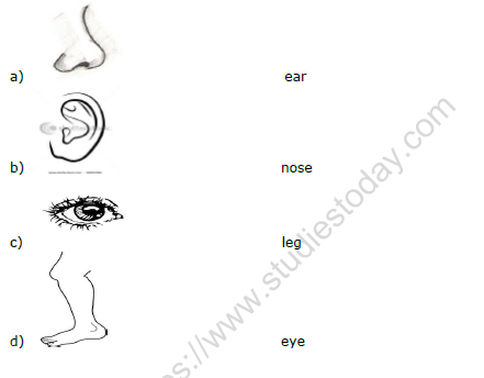 CBSE Class 1 EVS Parts Of The Body Worksheet