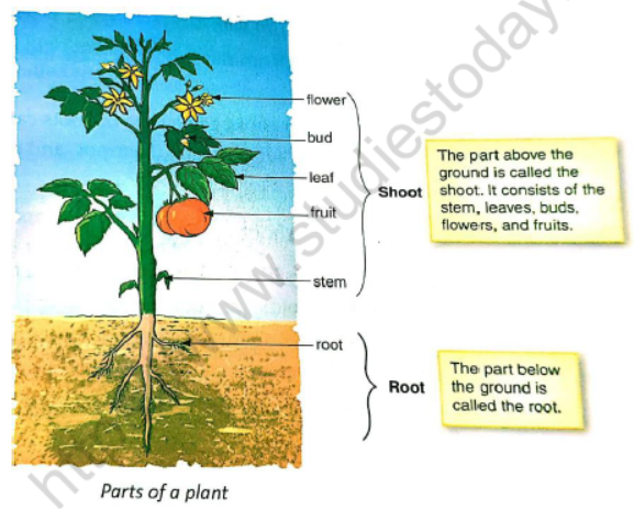 Parts of plants, Different parts of plants, Part of plants and their  functions
