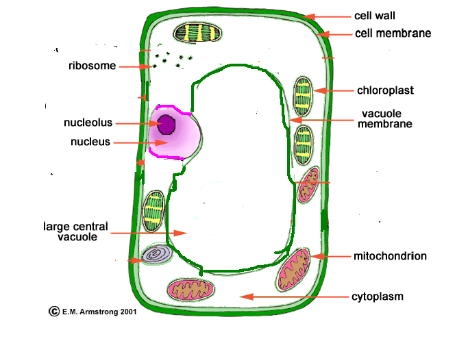 CBSE Class 8 Science Cell Structure And Functions_5