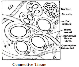 CBSE Class 8 Science Cell and Tissue Notes