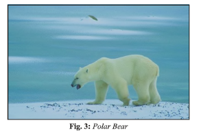 Class 7 Science Weather Climate Adaptations of Animals to Climate Advanced Notes_2