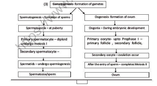 CBSE Class 12 Biology Human Reproduction Question Bank 4