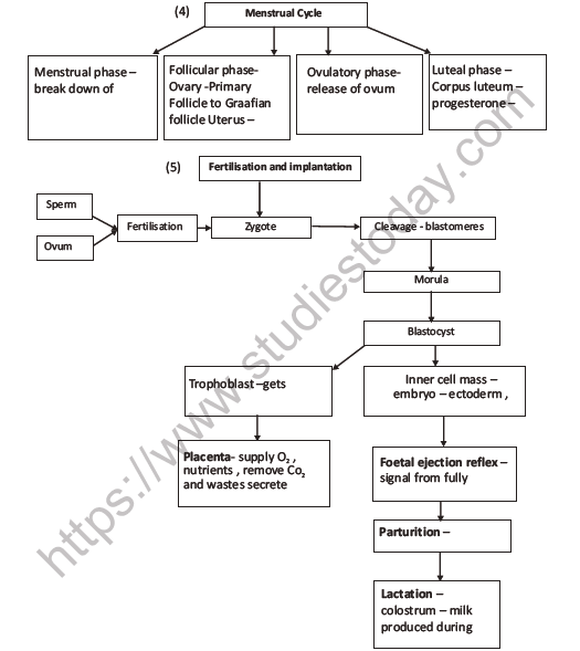 CBSE Class 12 Biology Human Reproduction Question Bank 5