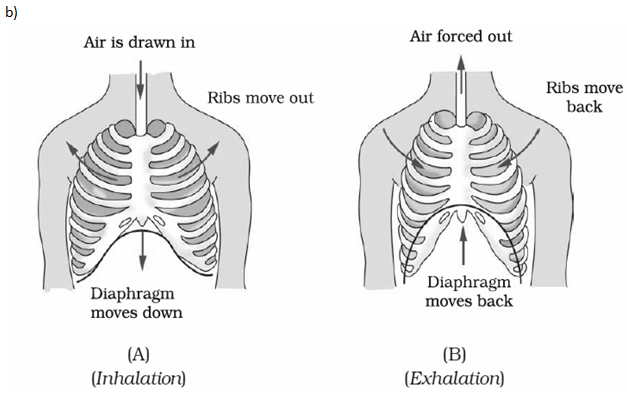 NCERT Exemplar Solutions Class 7 Science Respiration in Organisms