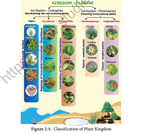 NEET-Botany-Plant-Kingdom-Chapter-Notes 2