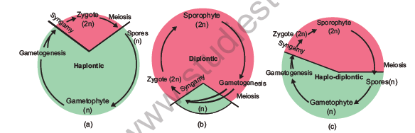 NEET-Botany-Plant-Kingdom-Chapter-Notes 3