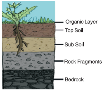 CBSE Class 7 Science Soil Worksheet Set A