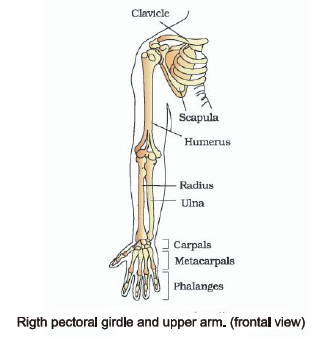 Class10th – Pelvic girdle and pectoral girdle, Locomotion and Movement  (Hindi)