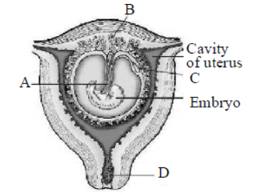 CBSE Class 12 Biology Human Reproduction Worksheet