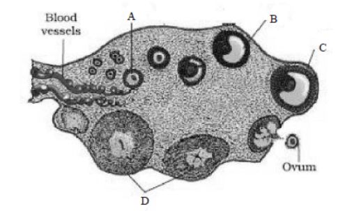 CBSE Class 12 Biology Human Reproduction Worksheet