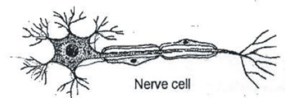 CBSE Class 8 Science Cell Structure And Functions