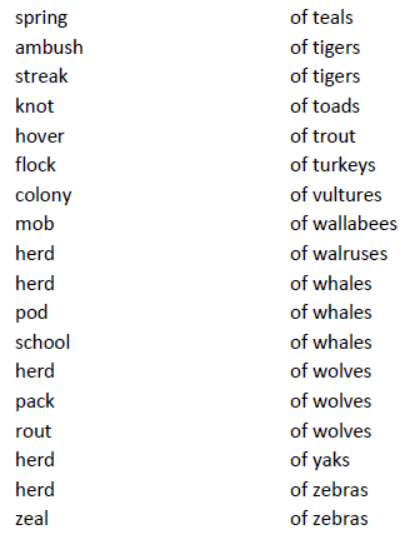 CBSE Class 8 English Noun Forms Worksheet 