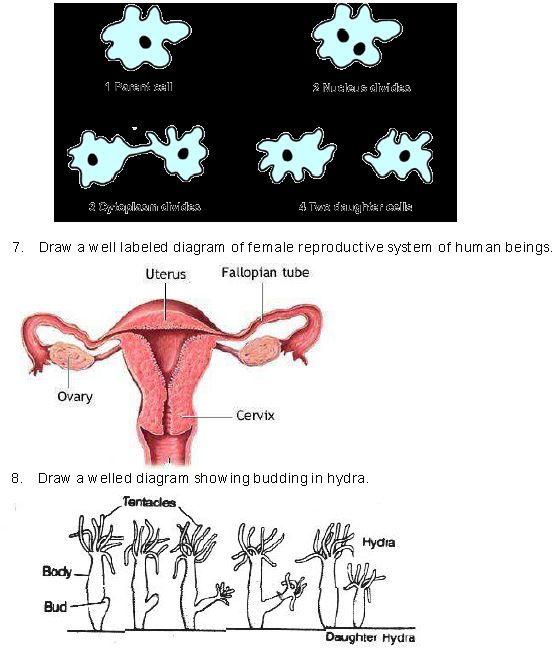 ""CBSE-Class-8-Science-Reproduction-in-Animals-Assignment-Set-B