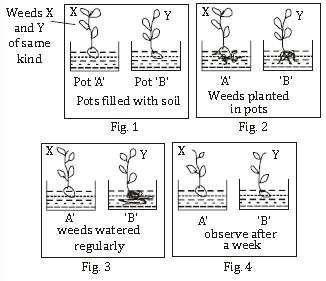 ""CBSE-Class-6-Science-Getting-To-Know-Plants-Worksheet-Set-B-2