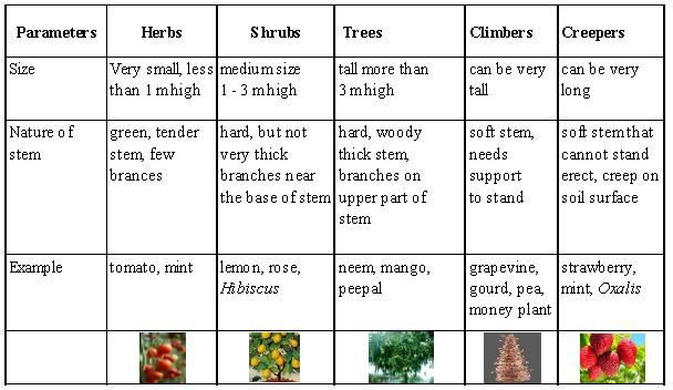 ""CBSE-Class-6-Science-Getting-To-Know-Plants-Worksheet-Set-C-6