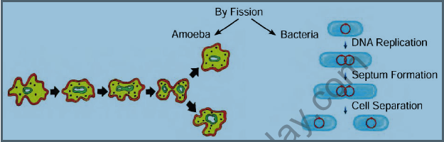 CBSE Class 10 Science How do humans reproduce Notes