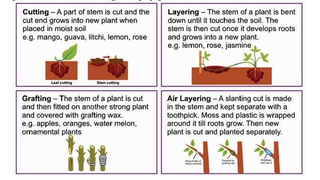 CBSE Class 10 Science How do humans reproduce Notes