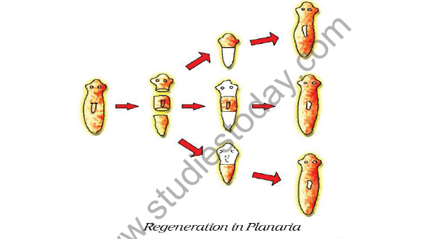 CBSE Class 10 Science How do humans reproduce Notes