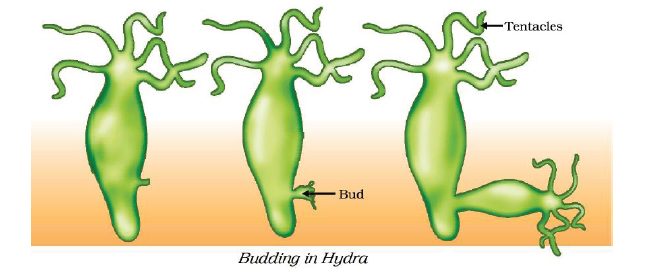 CBSE Class 10 Science How do humans reproduce Notes