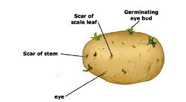 CBSE Class 10 Science How do humans reproduce Notes