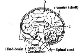 ""CBSE-Class-10-Biology-Control-And-Coordination-Worksheet-Set-D