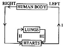 ""CBSE-Class-10-Biology-Transportation-In-Human-Beings-Worksheet