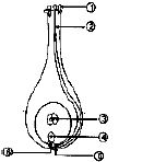 ""CBSE-Class-10-Science-How-Do-Organisms-Reproduce-Notes-Set-B