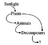 ""CBSE-Class-10-Science-Our-Environment-Sure-Shot-Questions-A