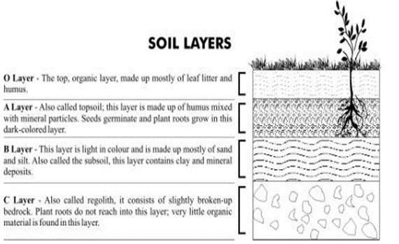 ""CBSE-Class-5-EVS-A-Seed-Tells-A-Farmers-Story-Worksheet-Set-B-3