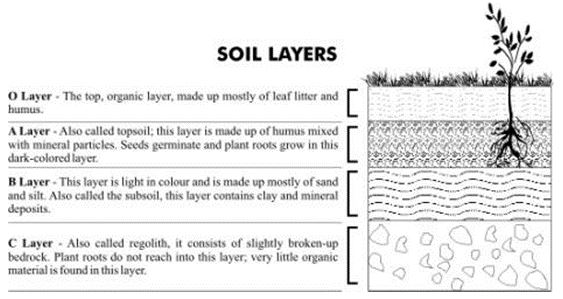 ""CBSE-Class-5-EVS-A-Seed-Tells-A-Farmers-Story-Worksheet-Set-B-4