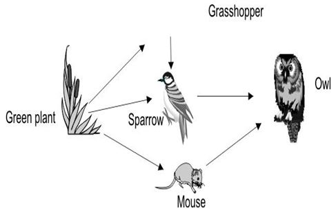 ""CBSE-Class-5-EVS-A-Seed-Tells-A-Farmers-Story-Worksheet-Set-B