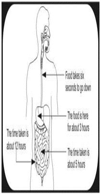 ""CBSE-Class-5-EVS-From-Tasting-To-Digesting-Worksheet-1