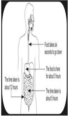 ""CBSE-Class-5-EVS-From-Tasting-To-Digesting-Worksheet-2