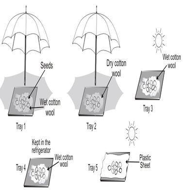 ""CBSE-Class-5-EVS-Seeds-And-Seeds-Worksheet-Set-B-1