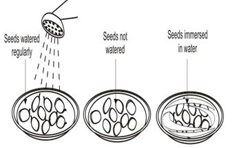 ""CBSE-Class-5-EVS-Seeds-And-Seeds-Worksheet-Set-B-11