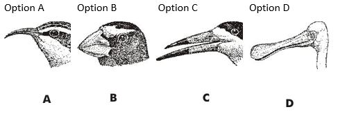 ""CBSE-Class-5-EVS-Super-Senses-Worksheet-1