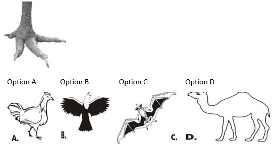 ""CBSE-Class-5-EVS-Super-Senses-Worksheet-5