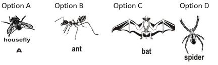 ""CBSE-Class-5-EVS-Super-Senses-Worksheet