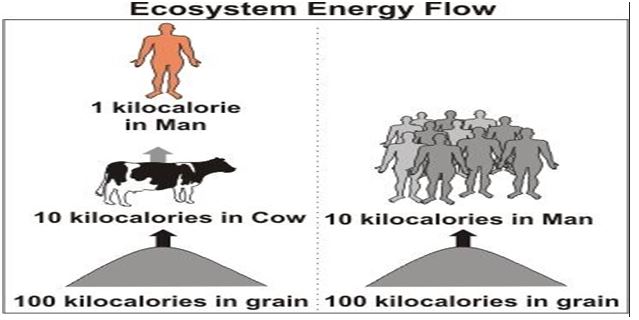 ""CBSE-Class-6-Science-Components-of-Food-Worksheet-Set-A