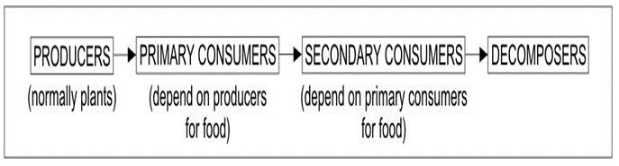 ""CBSE-Class-6-Science-Food-Where-Does-It-Come-From-Worksheet-Set-A-1