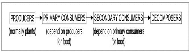 ""CBSE-Class-6-Science-Food-Where-Does-It-Come-From-Worksheet-Set-A-2