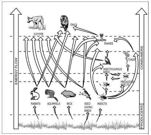 ""CBSE-Class-6-Science-Food-Where-Does-It-Come-From-Worksheet-Set-A-5