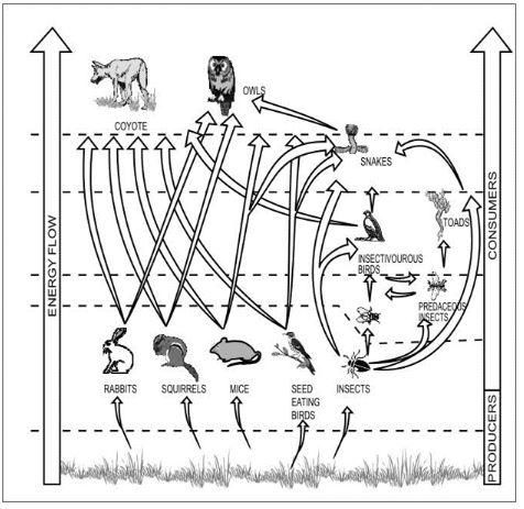 ""CBSE-Class-6-Science-Food-Where-Does-It-Come-From-Worksheet-Set-A-6