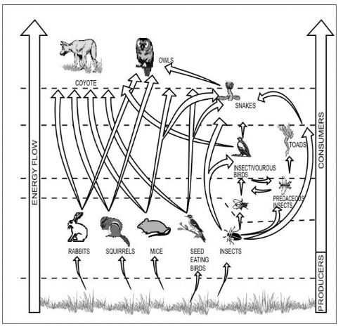 ""CBSE-Class-6-Science-Food-Where-Does-It-Come-From-Worksheet-Set-A-7