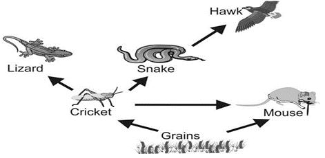 ""CBSE-Class-6-Science-Food-Where-Does-It-Come-From-Worksheet-Set-A-8