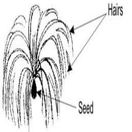 ""CBSE-Class-6-Science-Getting-To-Know-Plants-Worksheet-Set-A-10