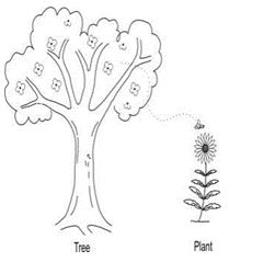 ""CBSE-Class-6-Science-Getting-To-Know-Plants-Worksheet-Set-A-11