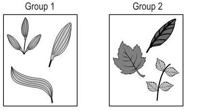 ""CBSE-Class-6-Science-Getting-To-Know-Plants-Worksheet-Set-A-12